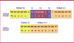 図3．PNH患者のCD1d-GPIダイマー陽性T細胞で検出された新規invariant鎖TCRVα21Jα31