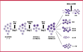 図2：PNHクローンの拡大機序－多段階説